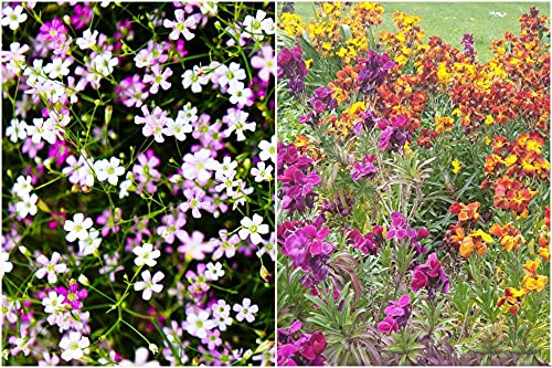 Mixed Color Gypsophila Flower Seeds for Planting Seasonal Bloomer Heirloom & GMO Free Seeds for Home Garden
 
 Sale
