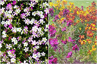 Mixed Color Gypsophila Flower Seeds for Planting Seasonal Bloomer Heirloom & GMO Free Seeds for Home Garden
 
 Sale