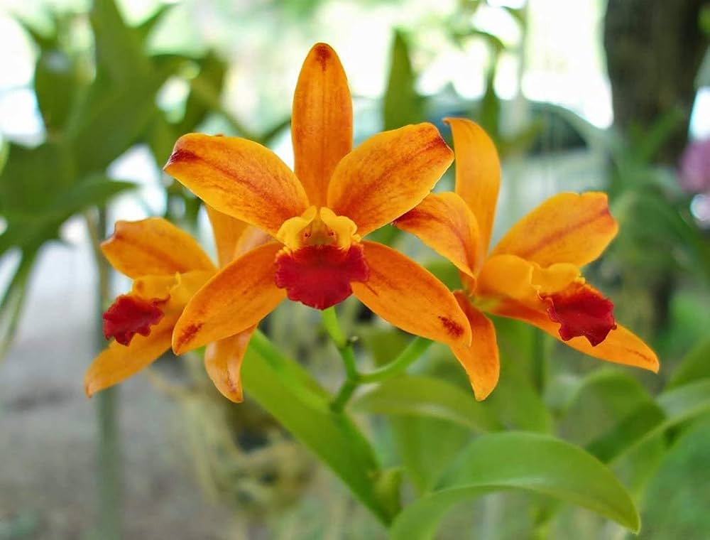 Orange Cattleya Flower seeds for Planting - Perfect for Borders, Heirloom & GMO Free Seeds for Home Garden
