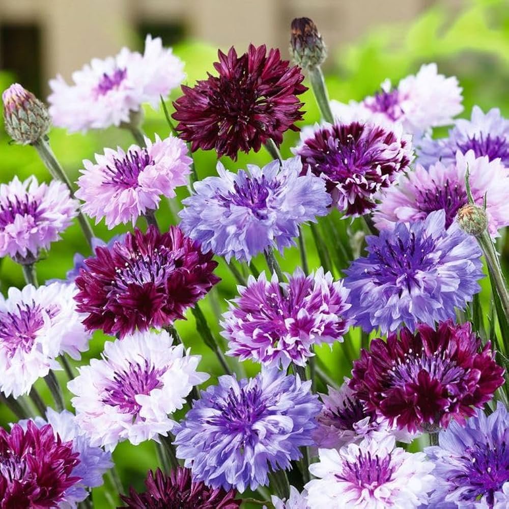 Cornflower Flower seeds for Planting Shade Tolerant Heirloom & GMO Free Seeds for Home Garden