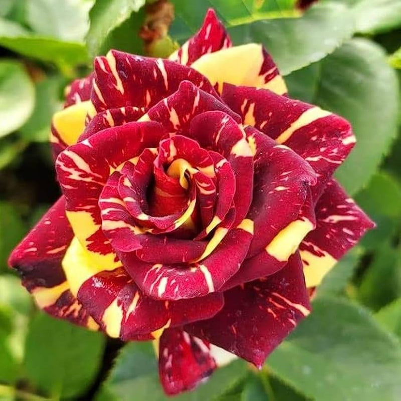 Red and Yellow Striped Rose Plant Seeds for Planting