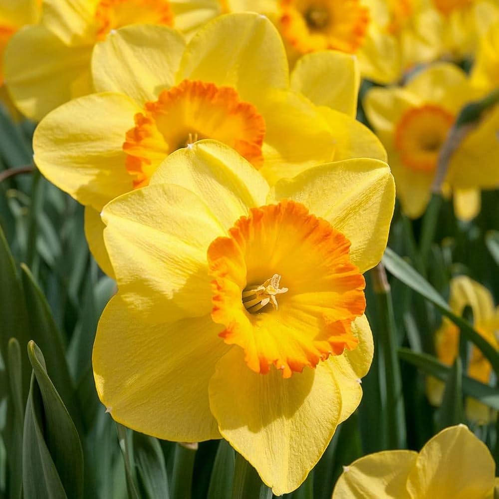 Yellow Double Narcissus Flower Seeds for Planting Sun Loving Heirloom & GMO Free Seeds for Home Garden
 
 Sale