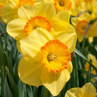 Yellow Double Narcissus Flower Seeds for Planting Sun Loving Heirloom & GMO Free Seeds for Home Garden
 
 Sale