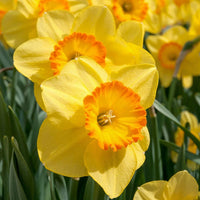 Narcissus Yellow Orange Flower seeds for Planting - Seasonal Bloomer, Heirloom & GMO Free Seeds for Home Garden