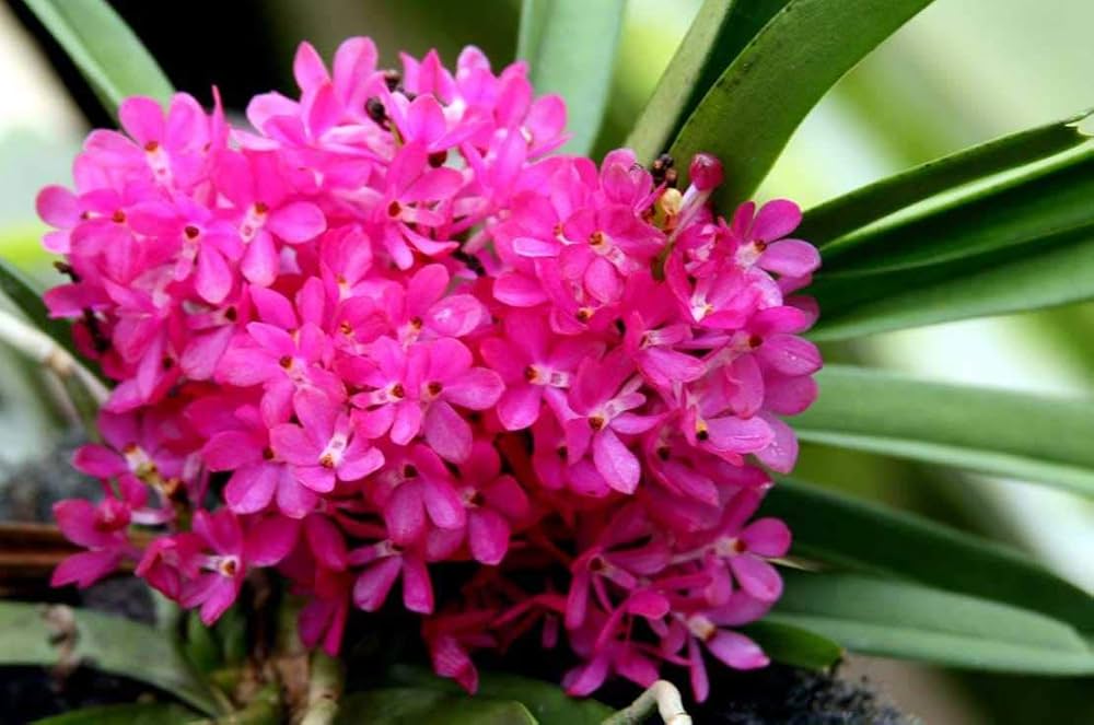 Purple Ascocentrum Ampullaceum Flower Seeds for Planting