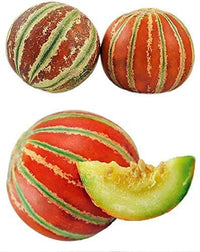Brown Dew Melon Seeds for Planting