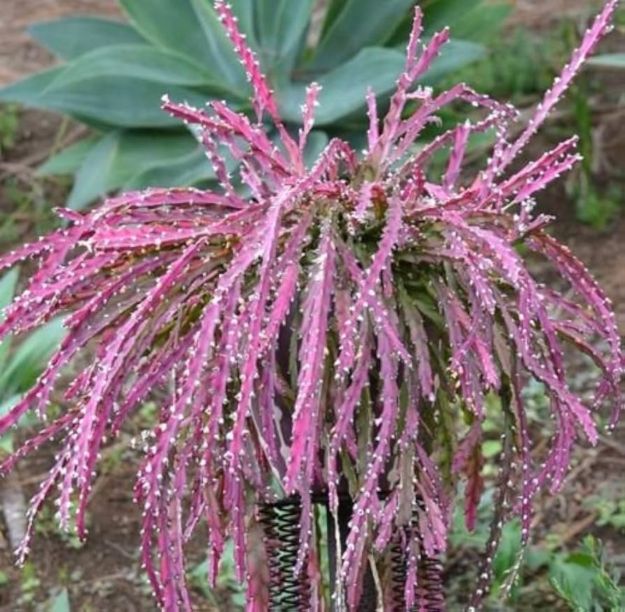 Violet Lepismium Flower seeds for Planting - Hardy Variety, Heirloom & GMO Free Seeds for Home Garden
 
 Sale seeds for planting in home garden