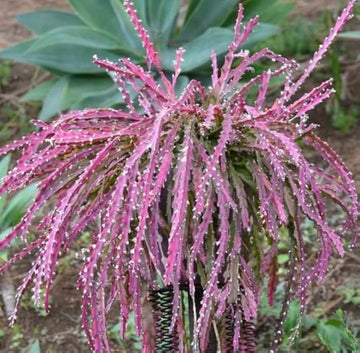 Violet Lepismium Flower seeds for Planting - Hardy Variety, Heirloom & GMO Free Seeds for Home Garden
 
 Sale seeds for planting in home garden