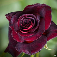 Rose Seeds for Garden for Beautiful, Classic Flower Blooms