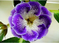 Blue Gloxinia Flower Seeds for Planting