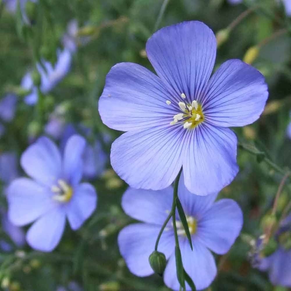 Blue Usitatissimum Flower seeds for Planting - Low Maintenance, Heirloom & GMO Free Seeds for Home Garden