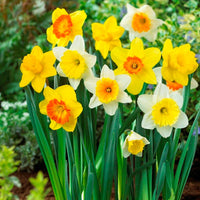 Jonquil Flower seeds for Planting - Easy to Grow, Heirloom & GMO Free Seeds for Home Garden