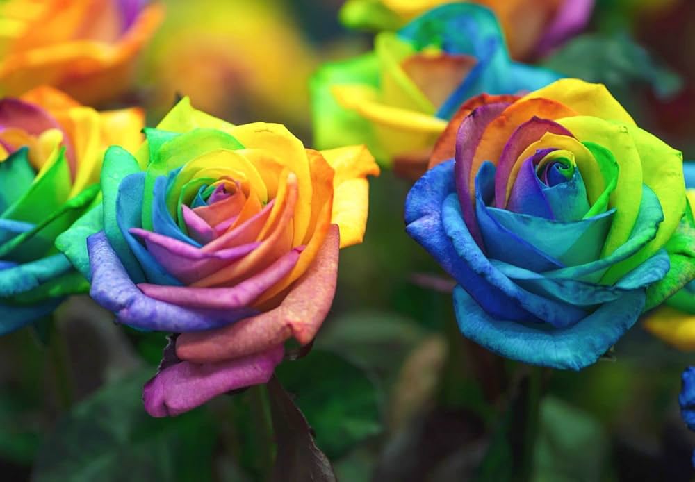 Pale Pink Rainbow Rose Flower Seeds for Planting Colorful Display Heirloom & GMO Free Seeds for Home Garden
 
 Sale