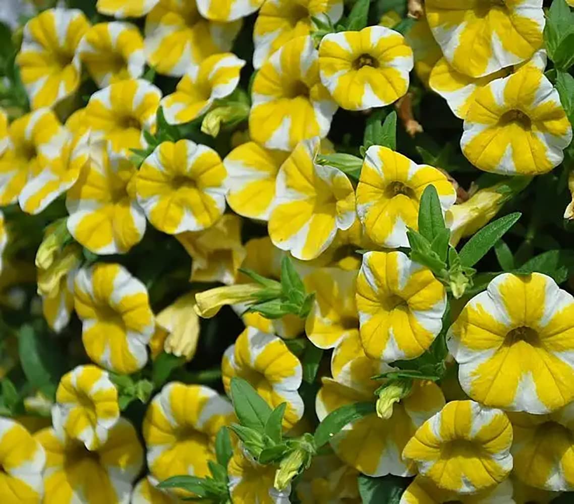 Yellow Double Petunia Flower Seeds for Planting Heirloom NONGMO Beautiful Garden Blooms Premium Quality 
 
 Sale