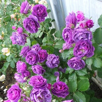 Biosnyg Purple Rose or Rosa Rugosa Thunb Flower seeds for Planting - Easy to Grow, Heirloom & GMO Free Seeds for Home Garden