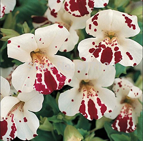 White Mimulus Hybridus Flower seeds for Planting - Seasonal Bloomer, Heirloom & GMO Free Seeds for Home Garden