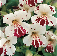 White Mimulus Hybridus Flower seeds for Planting - Seasonal Bloomer, Heirloom & GMO Free Seeds for Home Garden