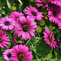 Osteospermum Flower seeds for Planting - Vibrant Colors, Heirloom & GMO Free Seeds for Home Garden