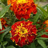 Marigold Janie Spry Französisch Marigold Seeds for Planting flower bed