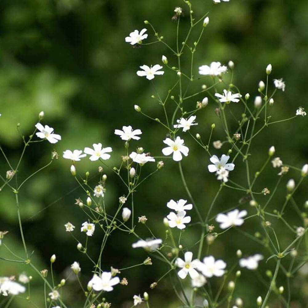 White Gypsophila Repens Plant Seeds for Vibrant Garden Displays