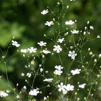 White Gypsophila Repens Plant Seeds for Vibrant Garden Displays