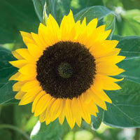 Sunflower Seeds for Planting Helianthus Annuus variety mix garden border sunny yard