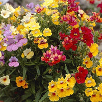 Nemesia Strumosa Flower seeds for Planting Cottage Garden Essential Heirloom & GMO Free Seeds for Home Garden