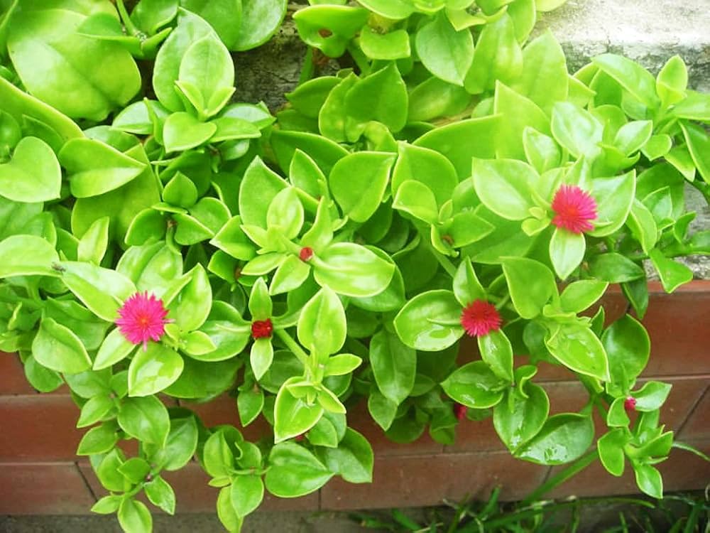 Rose Aptenia Flower seeds for Planting - Easy to Grow, Heirloom & GMO Free Seeds for Home Garden