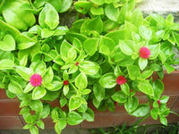 Rose Aptenia Flower seeds for Planting - Easy to Grow, Heirloom & GMO Free Seeds for Home Garden