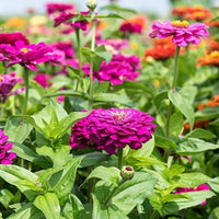 Deep Purple Zinnia Flower seeds for Planting - Compact Growth, Heirloom & GMO Free Seeds for Home Garden
 
 Sale