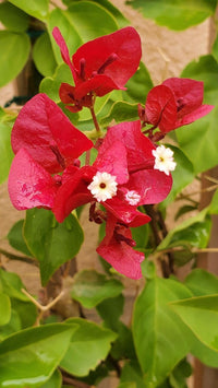 Bougainvillea Flower seeds for Planting Shade Tolerant Heirloom & GMO Free Seeds for Home Garden
