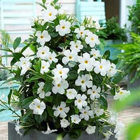 White Mandevilla Flower seeds for Planting Cottage Garden Essential Heirloom & GMO Free Seeds for Home Garden
