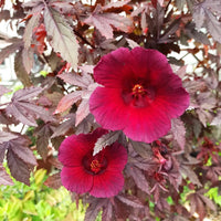 Maroon Hibiscus Flower seeds for Planting - Wildflower Mix, Heirloom & GMO Free Seeds for Home Garden
