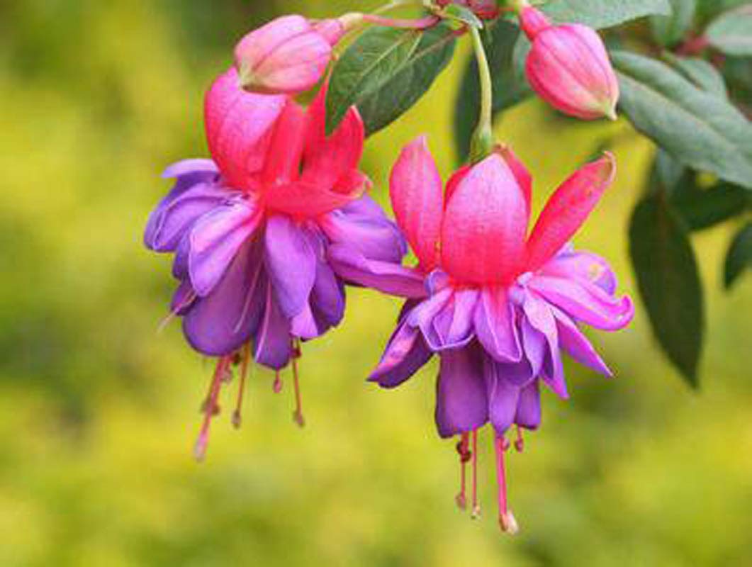 Fuchsia Flower Seeds, Potted Flowers DIY, Bell Flower Seeds