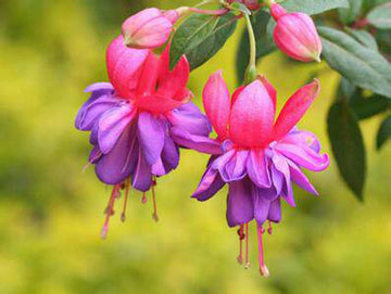 Fuchsia Flower Seeds, Potted Flowers DIY, Bell Flower Seeds