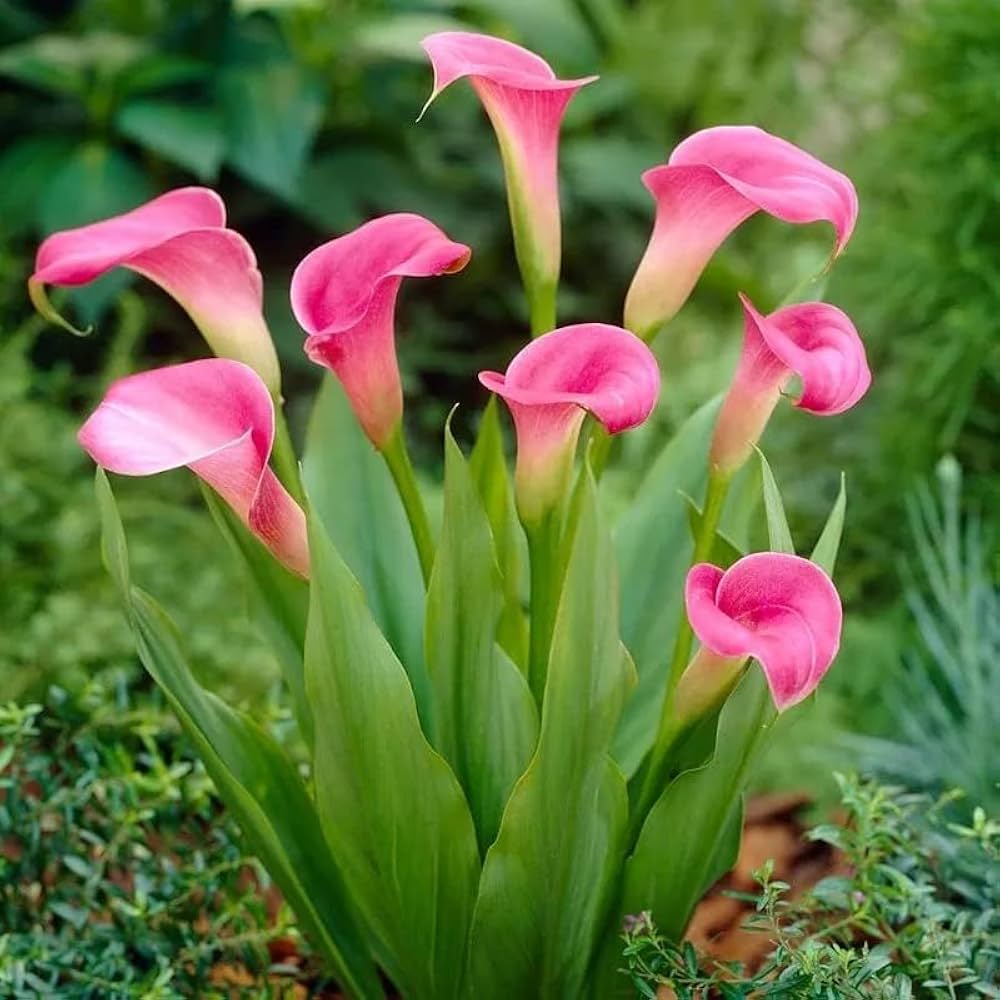 Heirloom Zantedeschia Flower seeds for Planting Colorful Display Heirloom & GMO Free Seeds for Home Garden