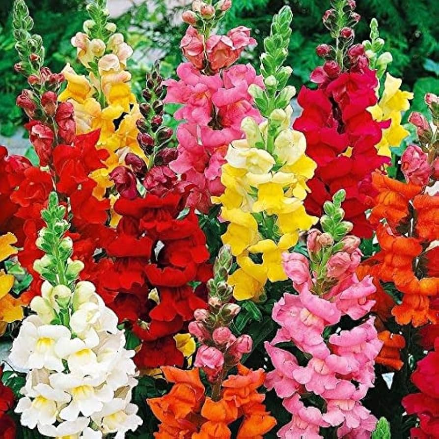 Snapdragon Flower Seeds for Planting  Colorful Annual & Biennial Garden Blooms