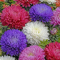 MultiColour Aster Flower Seeds for Planting Seasonal Bloomer Heirloom & GMO Free Seeds for Home Garden
 
 Sale