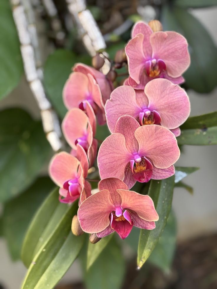 Peach Phalaenopsis Orchid Flower seeds for Planting - Perfect for Borders, Heirloom & GMO Free Seeds for Home Garden