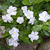 White Vinca Flower seeds for Planting - Long Bloom Season, Heirloom & GMO Free Seeds for Home Garden