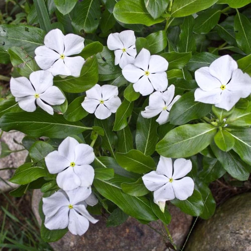 White Catharanthus Flower seeds for Planting - Wildflower Mix, Heirloom & GMO Free Seeds for Home Garden