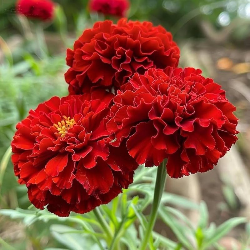 Red Marigold Seeds for Planting - Annual Flower for Bright Borders