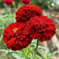 Deep Red Carnation Flower seeds for Planting - Premium Quality, Heirloom & GMO Free Seeds for Home Garden