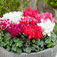 Mixed Color Cyclamen Seeds for Planting  Vibrant Flower Seeds for Your Garden