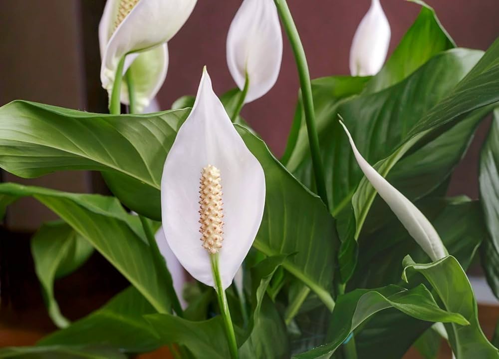 Spathiphyllum Flower seeds for Planting Cottage Garden Essential Heirloom & GMO Free Seeds for Home Garden