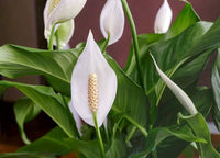 Spathiphyllum Flower seeds for Planting Cottage Garden Essential Heirloom & GMO Free Seeds for Home Garden