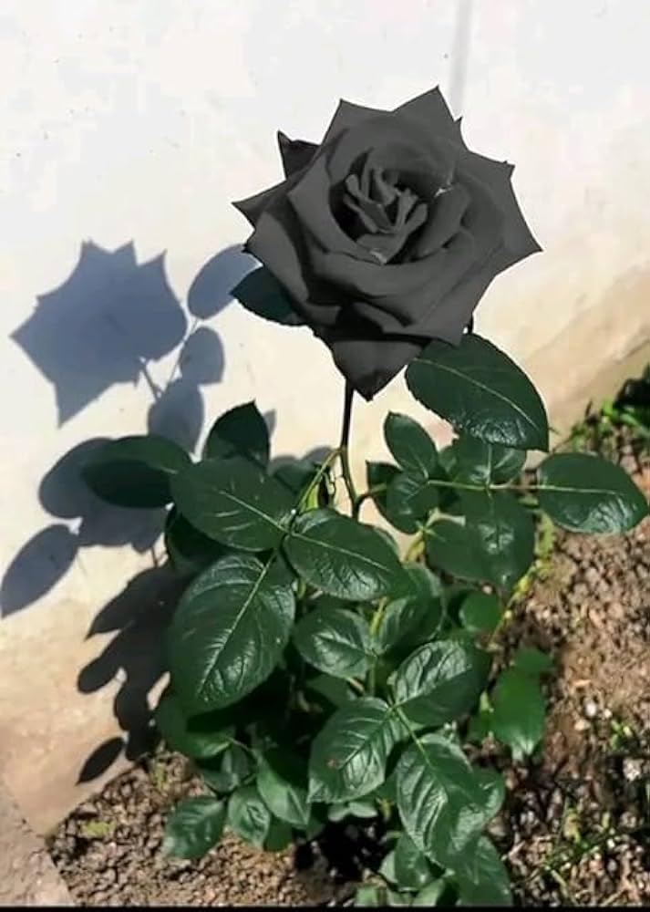 Black Rare Rose Flower Seeds for Planting Cut Flower Favorite Heirloom & GMO Free Seeds for Home Garden
 
 Sale