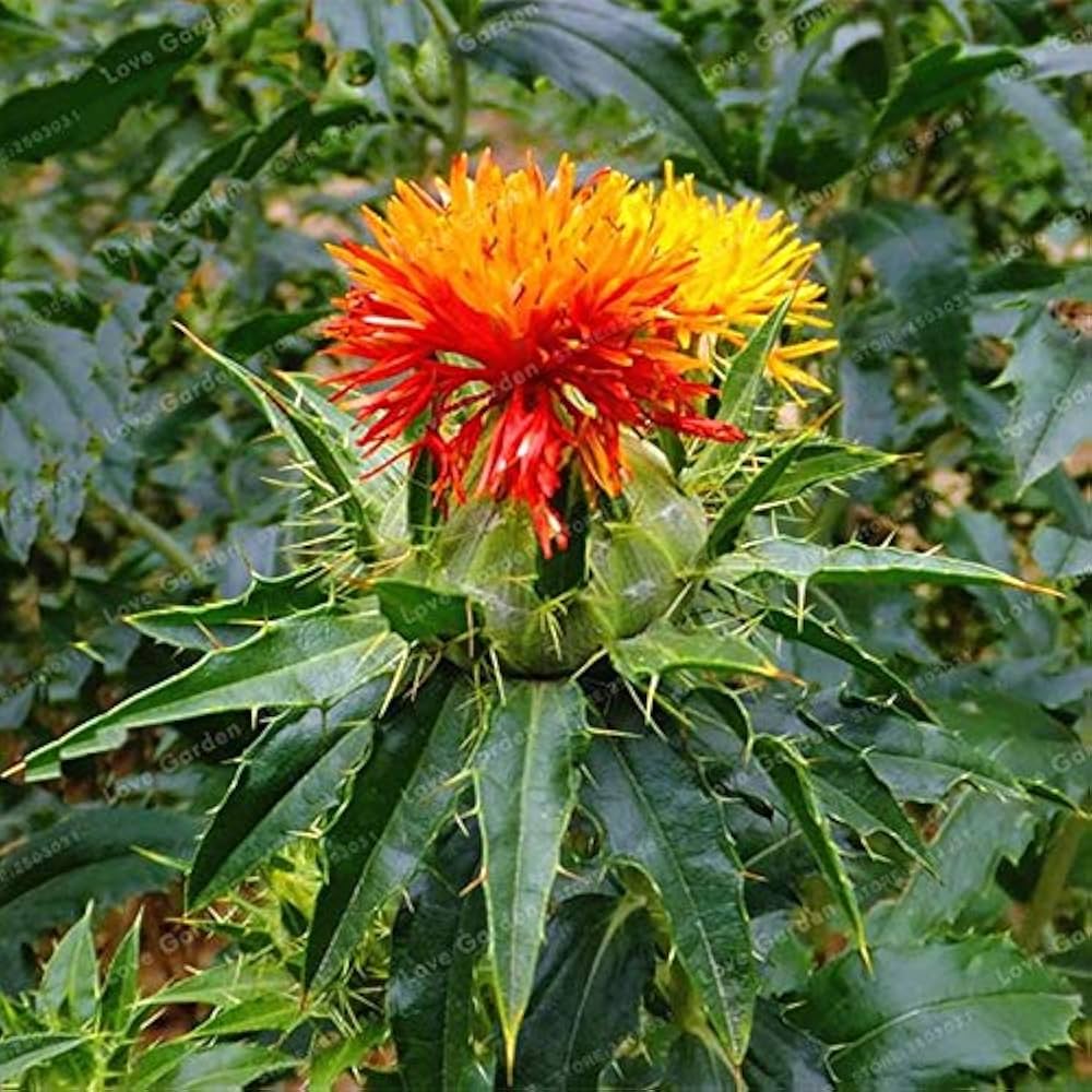 Mixed Carthamus Flower seeds for Planting - Garden Favorite, Heirloom & GMO Free Seeds for Home Garden
 
 Sale