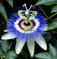 Sky Blue White Passion Flower seeds for Planting Fragrant Blossoms Heirloom & GMO Free Seeds for Home Garden