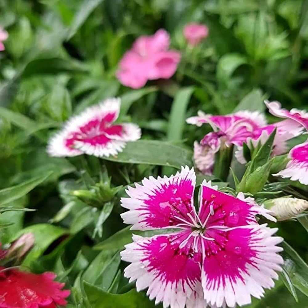 White Pink Carnation Flower seeds for Planting Vibrant Colors Heirloom & GMO Free Seeds for Home Garden